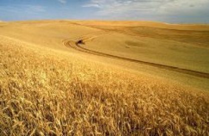 Gorgeous wheat field